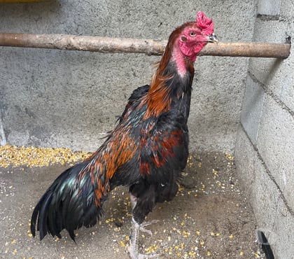 Vente animaux Thouars Deux-Sèvres - Photos Vivastreet Pama. Réunion. Turc