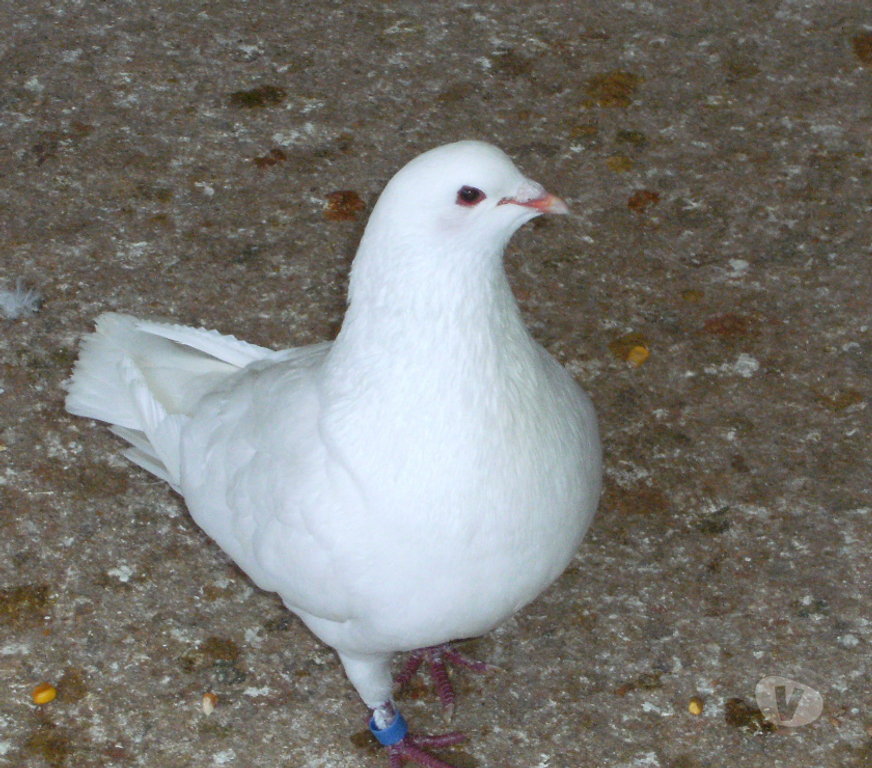 Vente Seine-et-Marne Bagneaux sur Loing - 77167 - Photos Vivastreet Pigeons reproducteurs hubbell blanc