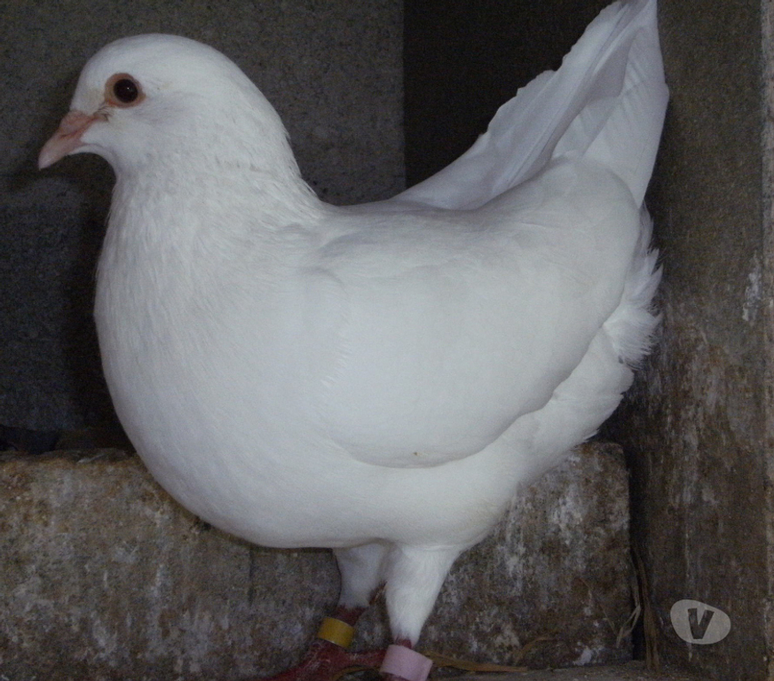 Vente Seine-et-Marne Bagneaux sur Loing - 77167 - Photos Vivastreet Pigeons reproducteurs hubbell blanc