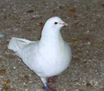 Pigeons reproducteurs hubbell blanc