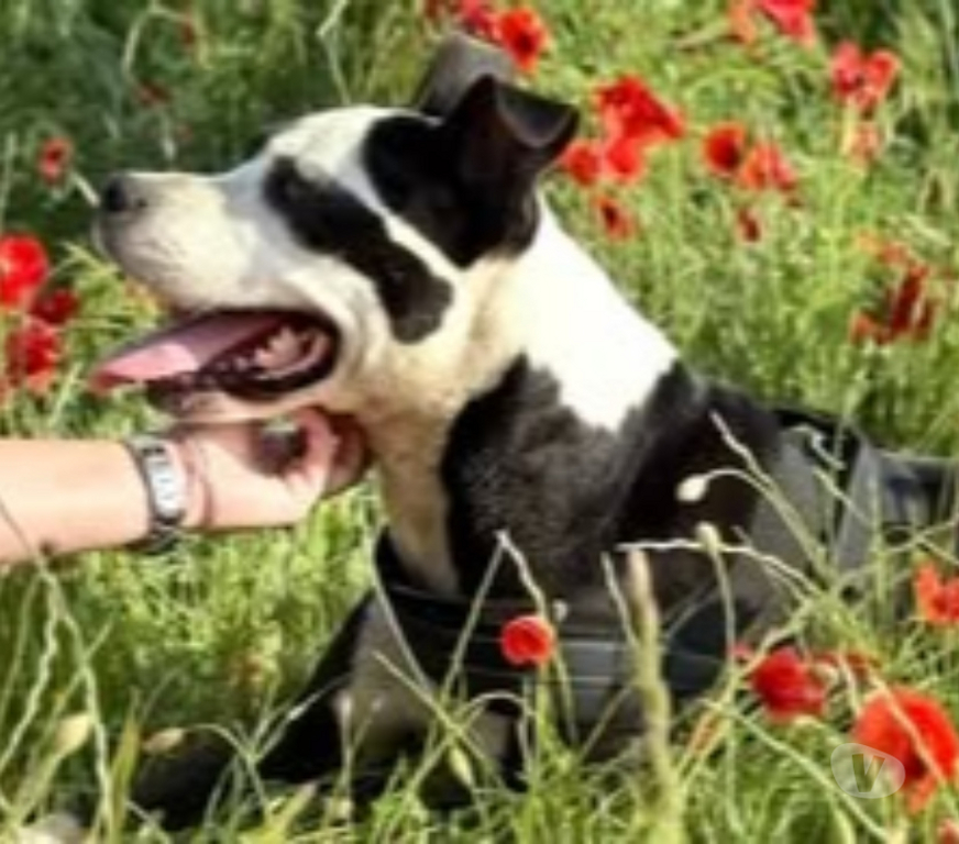 Don animaux Isère La Salle en Beaumont - 38350 - Photos Vivastreet Chien LAIA à l adoption