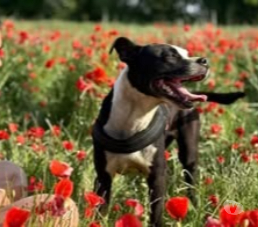 Don animaux Isère La Salle en Beaumont - 38350 - Photos Vivastreet Chien LAIA à l adoption