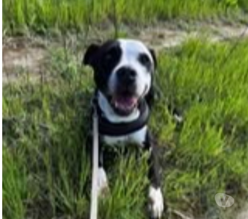 Don animaux Isère La Salle en Beaumont - 38350 - Photos Vivastreet Chien LAIA à l adoption