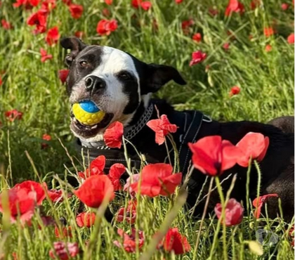 Adoption animaux La Salle en Beaumont Isère - Photos Vivastreet Chien LAIA à l adoption