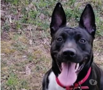 Chien NAIA à l adoption
