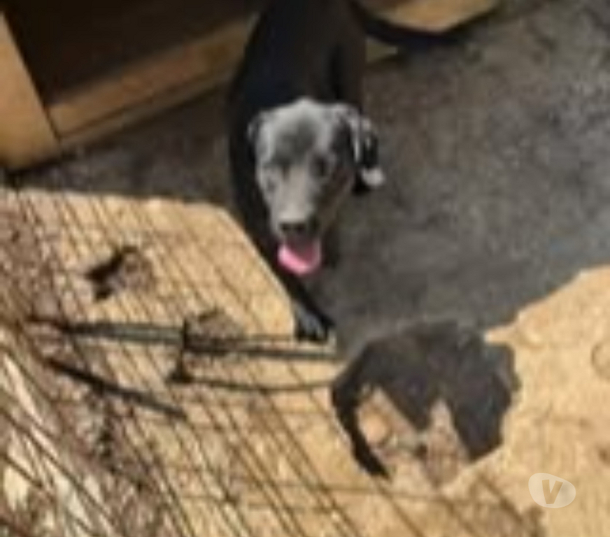 Don animaux Isère Ville sous Anjou - 38150 - Photos Vivastreet Chien BLACK à l adoption