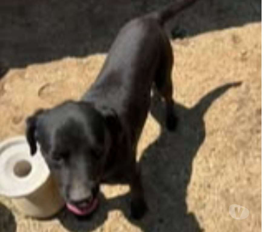 Don animaux Isère Ville sous Anjou - 38150 - Photos Vivastreet Chien BLACK à l adoption