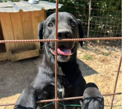 Don animaux Ville sous Anjou Isère - Photos Vivastreet Chien BLACK à l adoption
