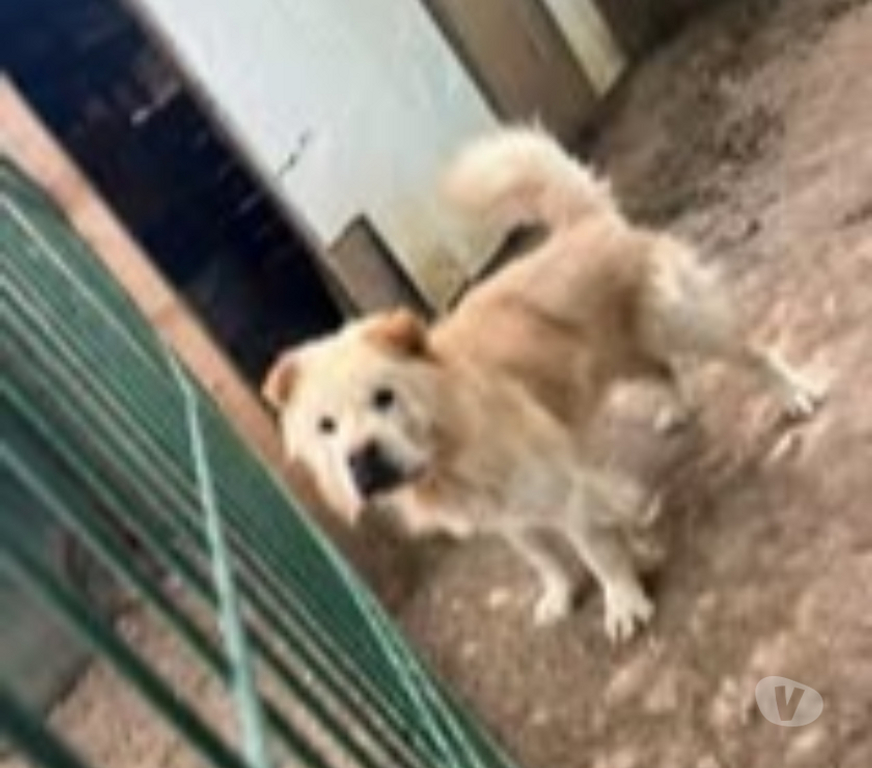 Don animaux Isère Ville sous Anjou - 38150 - Photos Vivastreet Chien BALU à l adoption