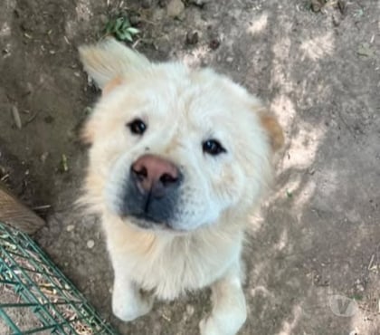 Adoption animaux Ville sous Anjou Isère - Photos Vivastreet Chien BALU à l adoption