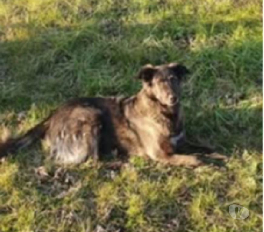 Don animaux Ardèche St Desirat - 07340 - Photos Vivastreet Chien JADE à l adoption