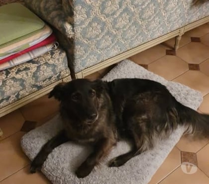 Don St Desirat Ardèche - Photos Vivastreet Chien JADE à l adoption