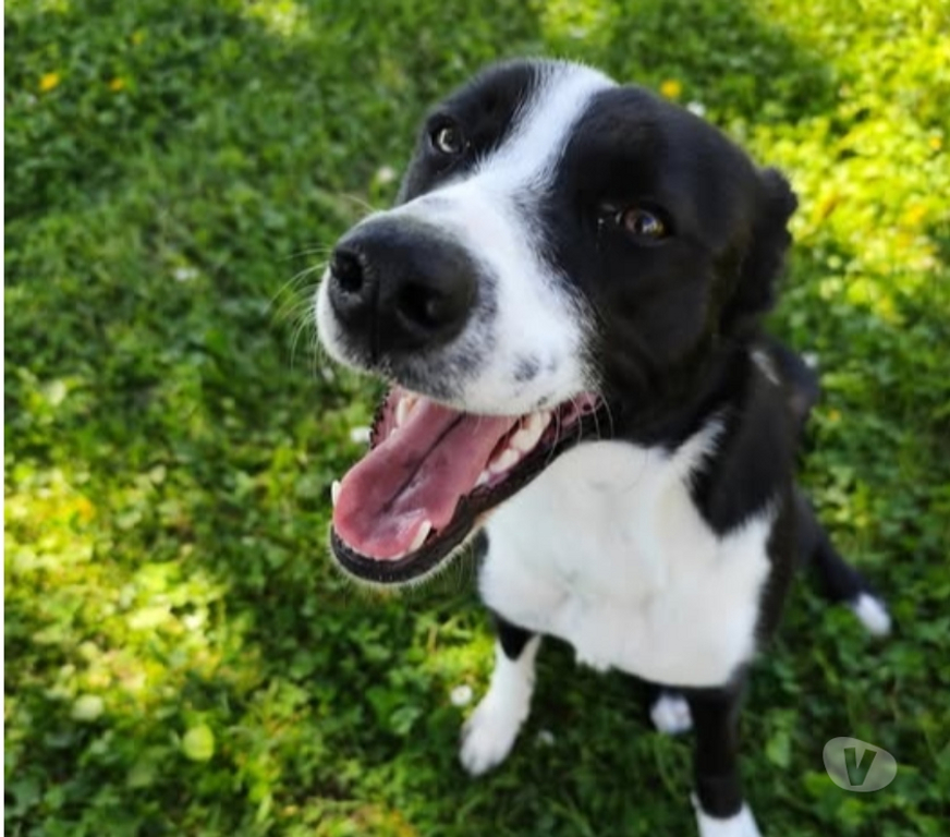 Don animaux Ardèche Tournon sur Rhone - 07300 - Photos Vivastreet Chien CHOUPIE à l adoption