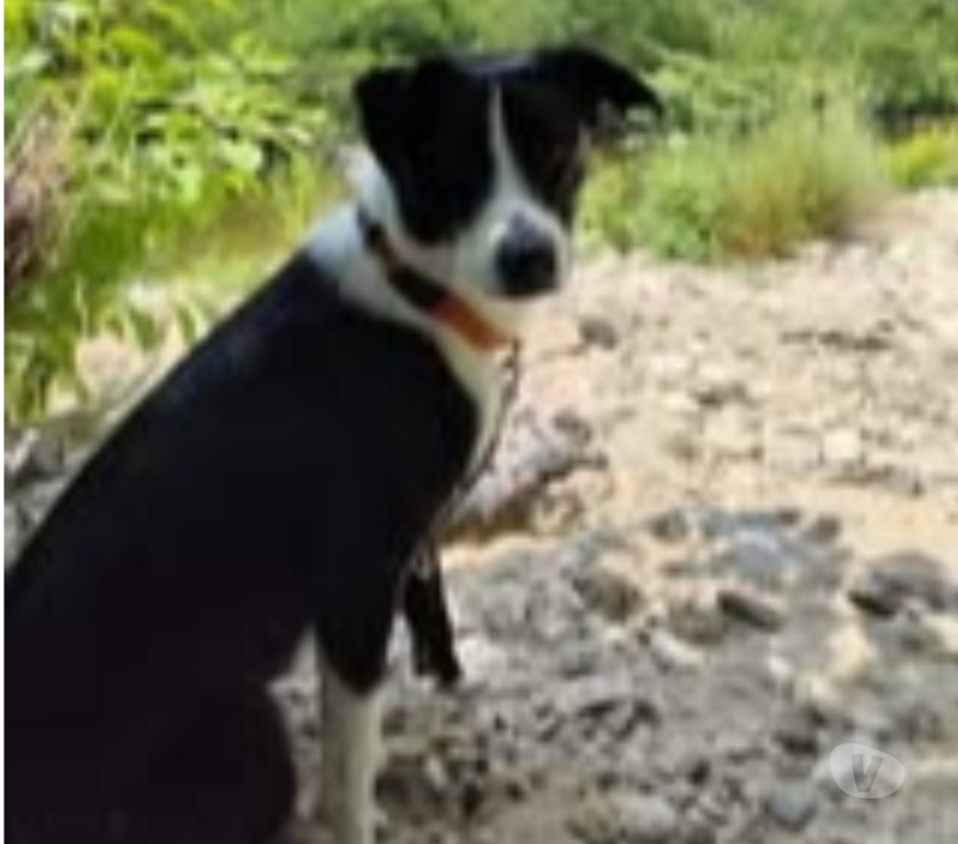 Don animaux Ardèche Tournon sur Rhone - 07300 - Photos Vivastreet Chien CHOUPIE à l adoption