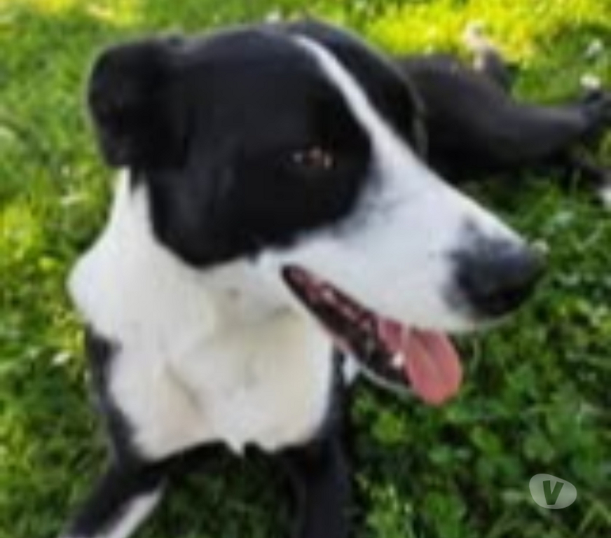 Don animaux Ardèche Tournon sur Rhone - 07300 - Photos Vivastreet Chien CHOUPIE à l adoption