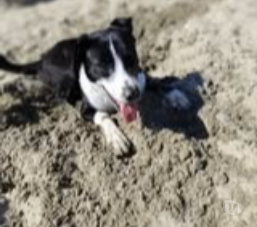 Don animaux Ardèche Tournon sur Rhone - 07300 - Photos Vivastreet Chien CHOUPIE à l adoption