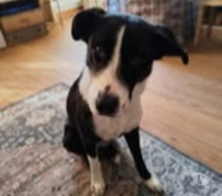 Don animaux Ardèche Tournon sur Rhone - 07300 - Photos Vivastreet Chien CHOUPIE à l adoption