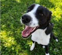 Chien CHOUPIE à l adoption