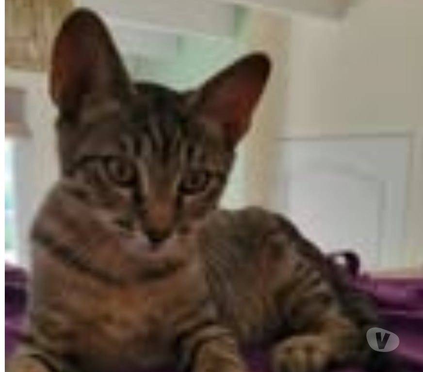 Don animaux Drôme Puy St Martin - 26450 - Photos Vivastreet Chat TIGROU à l adoption