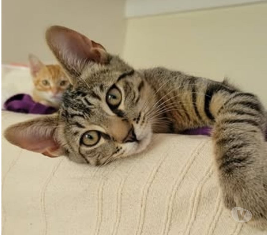 Don animaux Drôme Puy St Martin - 26450 - Photos Vivastreet Chat TIGROU à l adoption