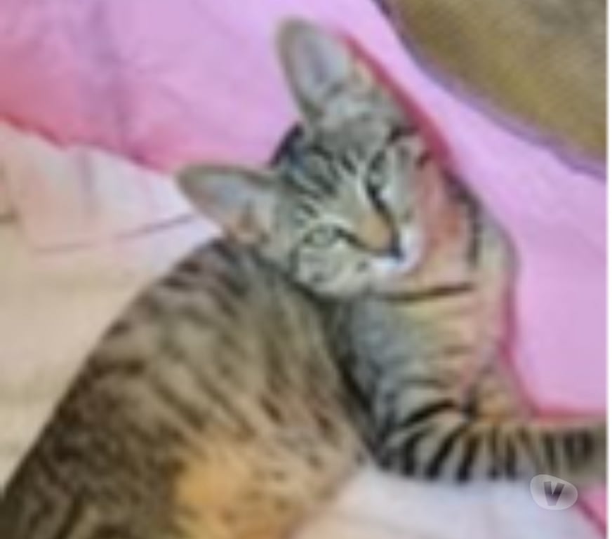 Don animaux Drôme Puy St Martin - 26450 - Photos Vivastreet Chat TIGROU à l adoption