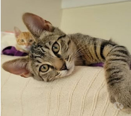 Don animaux Puy St Martin Drôme - Photos Vivastreet Chat TIGROU à l adoption