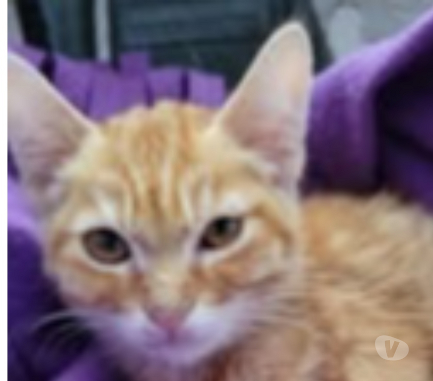 Don animaux Drôme Puy St Martin - 26450 - Photos Vivastreet Chat ROUKY à l adoption