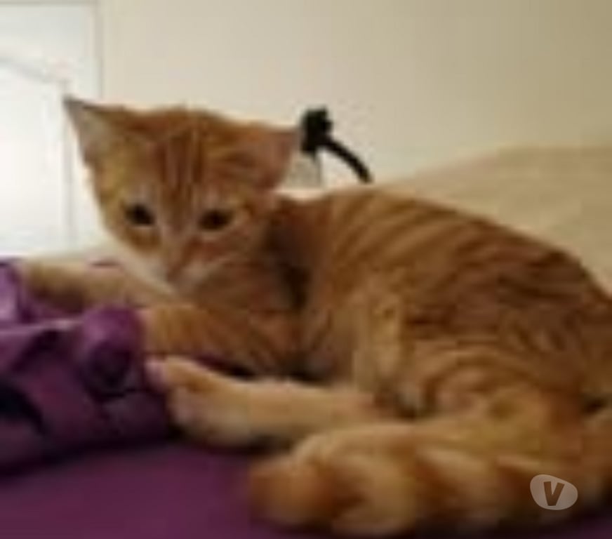 Don animaux Drôme Puy St Martin - 26450 - Photos Vivastreet Chat ROUKY à l adoption