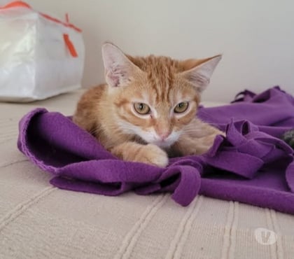 Don Puy St Martin Drôme - Photos Vivastreet Chat ROUKY à l adoption