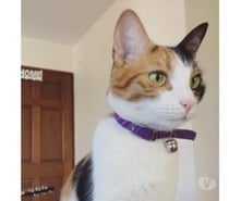 Chat MOYA à l adoption