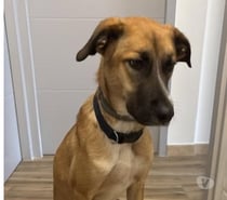 Chien MAYA à l adoption
