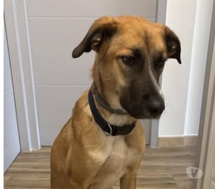 Don Roquemaure Gard - Photos Vivastreet Chien MAYA à l adoption