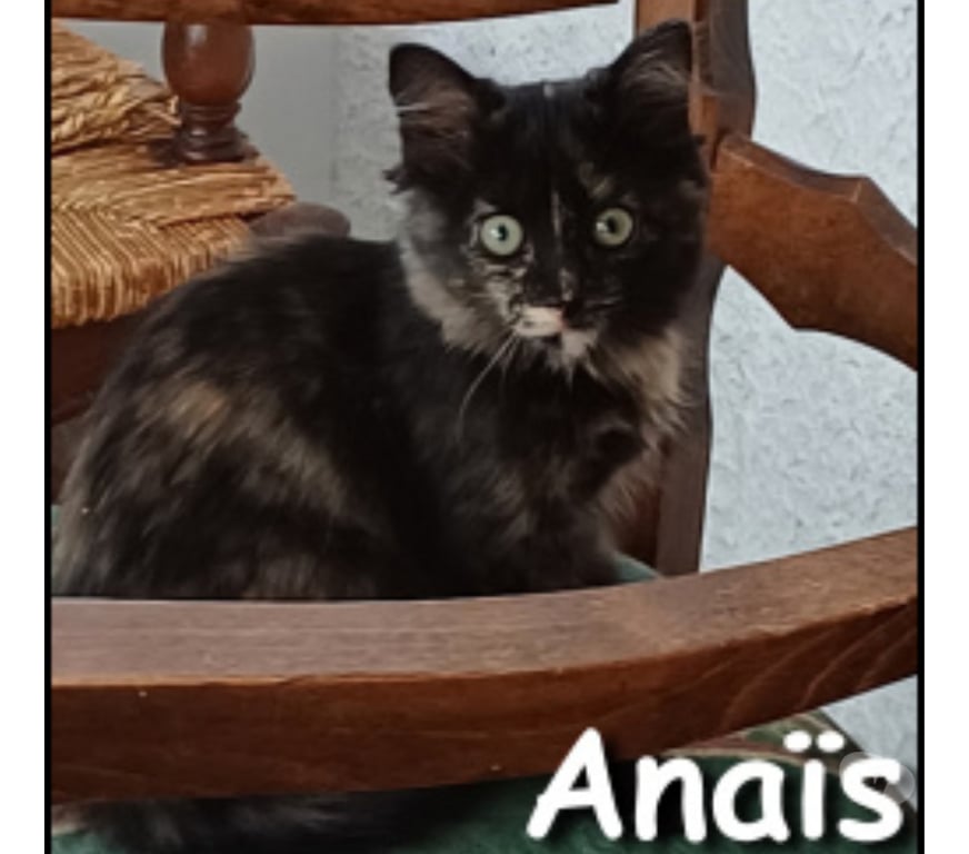 Don animaux Rhône Lyon - Photos Vivastreet ANAIS, chatonne adorable et magnifique
