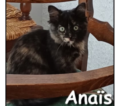 Don animaux Lyon Lyon - Photos Vivastreet ANAIS, chatonne adorable et magnifique