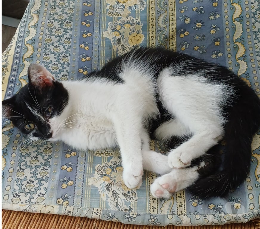 Don animaux Rhône Lyon - Photos Vivastreet ANATOLE, chaton gentil et gourmand