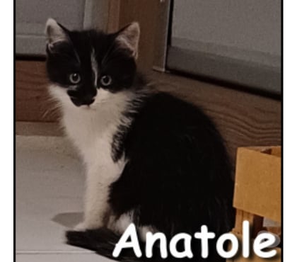 Adoption animaux Lyon Lyon - Photos Vivastreet ANATOLE, chaton gentil et gourmand