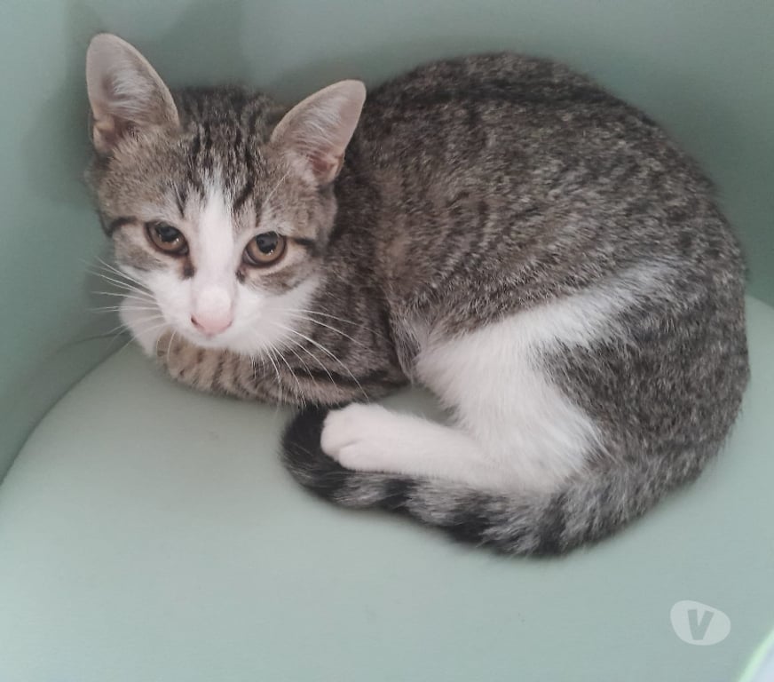 Don animaux Rhône Lyon - Photos Vivastreet ANTONIN, chaton gentil et joueur