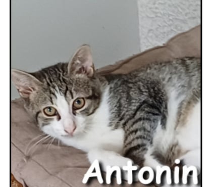 Don animaux Lyon Lyon - Photos Vivastreet ANTONIN, chaton gentil et joueur