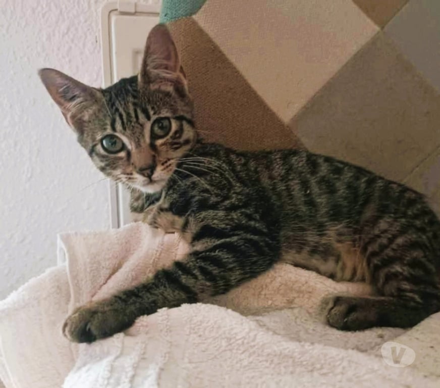 Don animaux Aude Carcassonne - Photos Vivastreet Baba chaton 2 mois adorable A ADOPTER