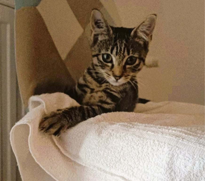 Don animaux Aude Carcassonne - Photos Vivastreet Baba chaton 2 mois adorable A ADOPTER