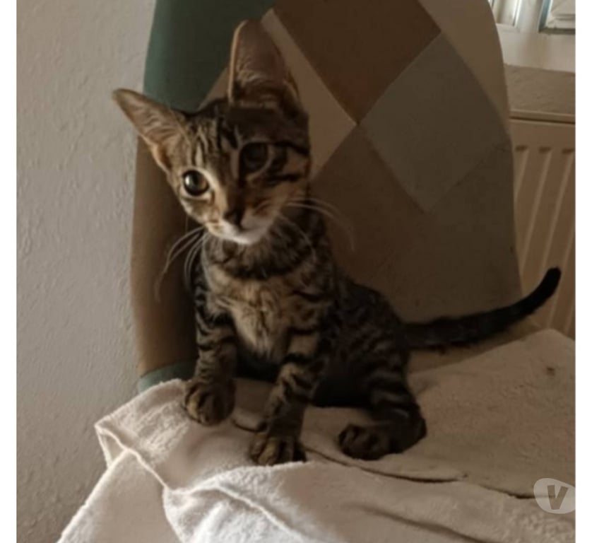 Don animaux Aude Carcassonne - Photos Vivastreet Baba chaton 2 mois adorable A ADOPTER