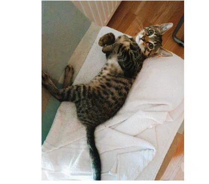Don animaux Carcassonne Carcassonne - Photos Vivastreet Baba chaton 2 mois adorable A ADOPTER
