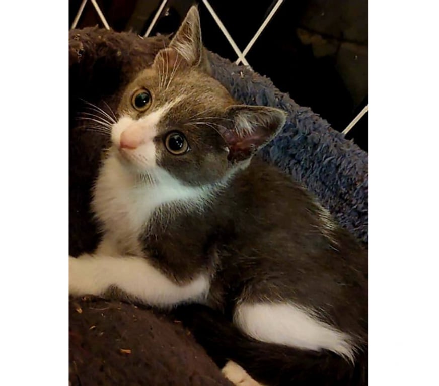 Don animaux Aude Carcassonne - Photos Vivastreet Alvin chaton 2 mois gris et blanc cherche adoptants serieux