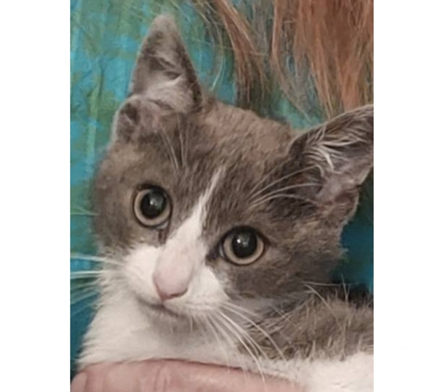 Don animaux Aude Carcassonne - Photos Vivastreet Alvin chaton 2 mois gris et blanc cherche adoptants serieux