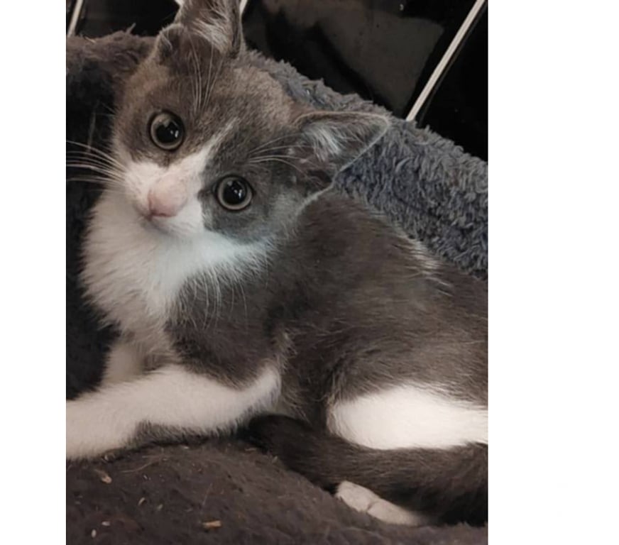 Don animaux Aude Carcassonne - Photos Vivastreet Alvin chaton 2 mois gris et blanc cherche adoptants serieux