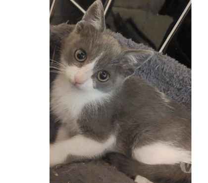 Don animaux Carcassonne Carcassonne - Photos Vivastreet Alvin chaton 2 mois gris et blanc cherche adoptants serieux