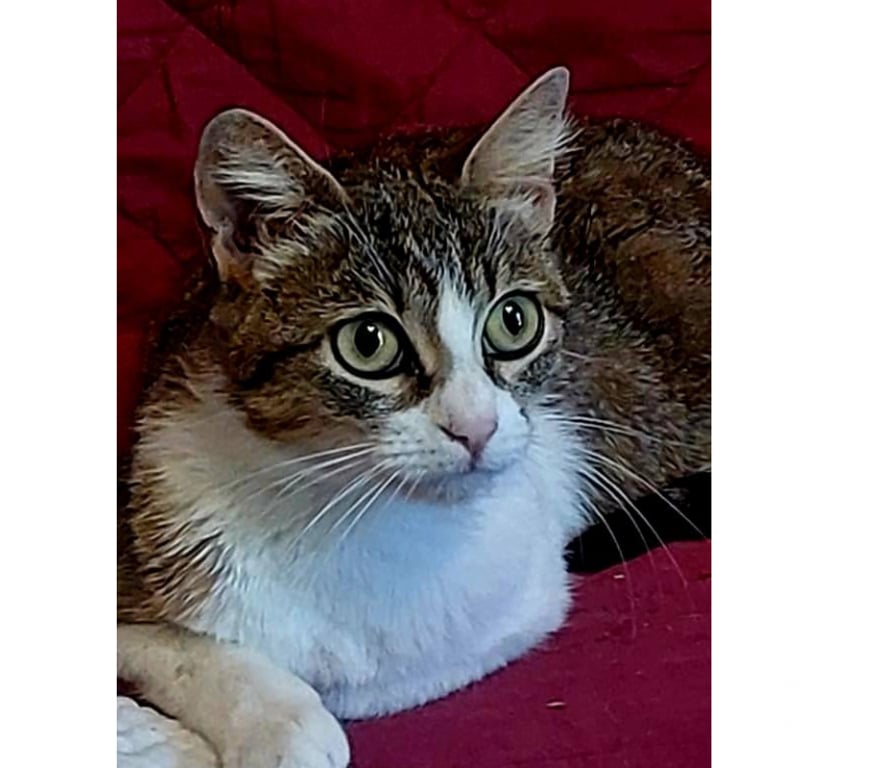 Don animaux Aude Carcassonne - Photos Vivastreet Adele chatte abandonnée 2 ans cherche adoptants