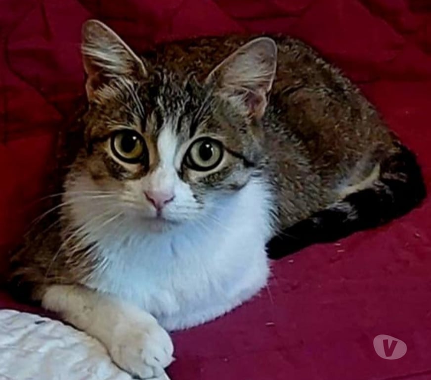 Don animaux Aude Carcassonne - Photos Vivastreet Adele chatte abandonnée 2 ans cherche adoptants