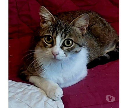 Don animaux Carcassonne Carcassonne - Photos Vivastreet Adele chatte abandonnée 2 ans cherche adoptants