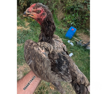Coq poule de grandes races